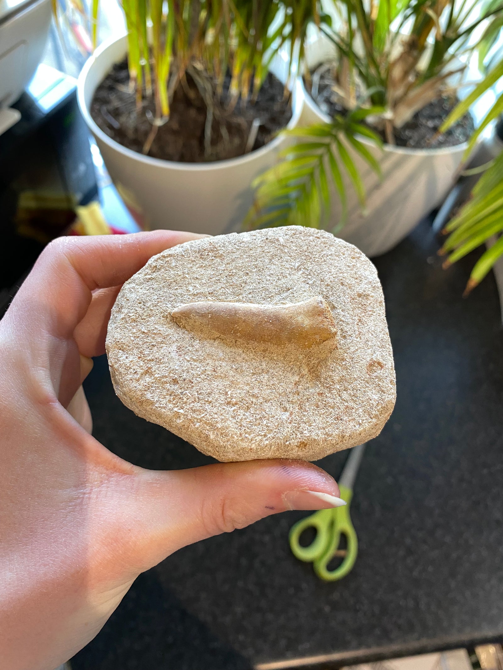 Enchodus teeth on matrix