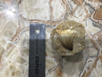 Small-Medium Mosasaur teeth on rock