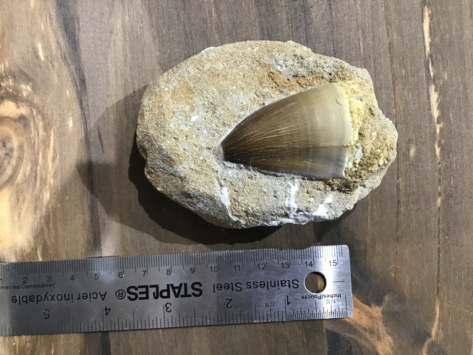 Mosasaur xl tooth on matrix