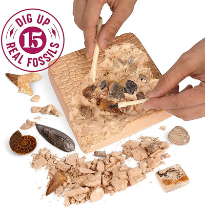 Fossil Dig Activity Kit