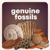 Mega Fossil and Mineral Activity Kit