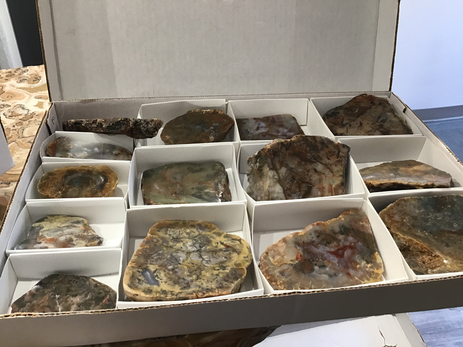 Polished coprolite md