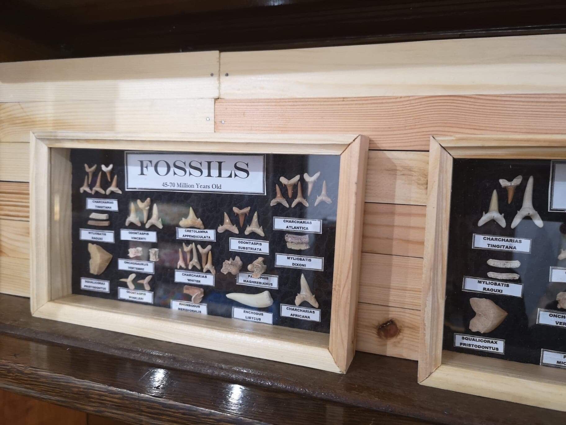 Fossil Collection small